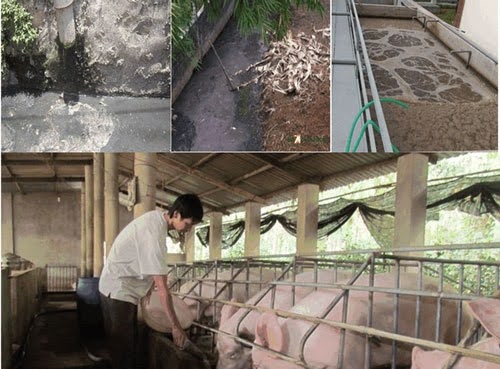 Công bố thông tin sản phẩm xử lý chất thải chăn nuôi
