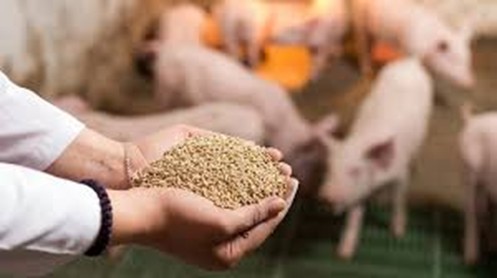 Kiểm tra chuy&ecirc;n ng&agrave;nh chất lượng thức ăn chăn nu&ocirc;i nhập khẩu